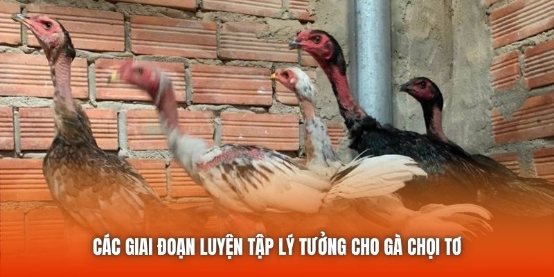 Các giai đoạn luyện tập lý tưởng cho gà chọi tơ