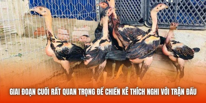 Giai đoạn cuối rất quan trọng để chiến kê thích nghi với trận đấu