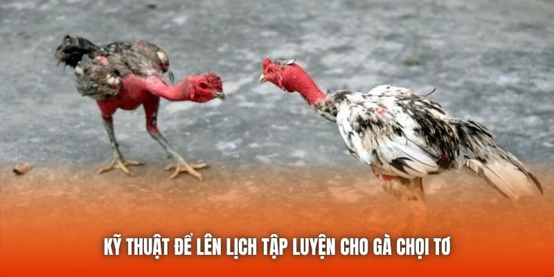 Kỹ thuật để lên lịch tập luyện cho gà chọi tơ