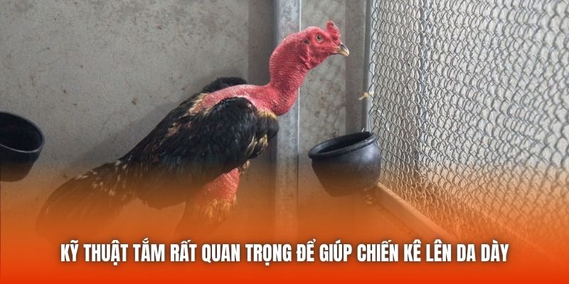 Kỹ thuật tắm rất quan trọng để giúp chiến kê lên da dày