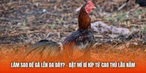 Làm Sao Để Gà Lên Da Dày? - Bật Mí Bí Kíp Từ Cao Thủ Lâu Năm