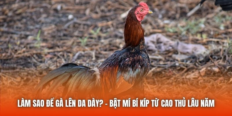 Làm Sao Để Gà Lên Da Dày? - Bật Mí Bí Kíp Từ Cao Thủ Lâu Năm
