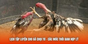 Lịch Tập Luyện Cho Gà Chọi Tơ - Các Mốc Thời Gian Hợp Lý