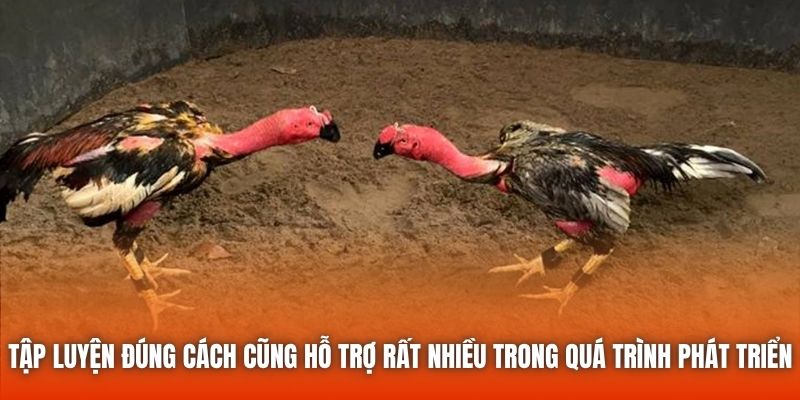 Tập luyện đúng cách cũng hỗ trợ rất nhiều trong quá trình phát triển